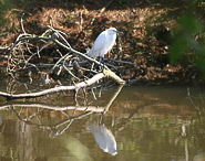 Ocean Pines Vacation Rentals
