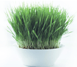 Grass