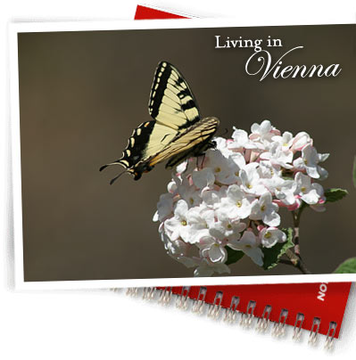 Downtown Vienna