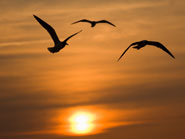 Lewes DE vacation rentals